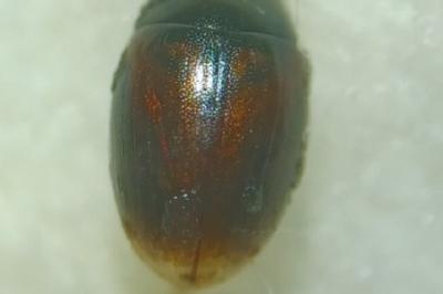 Cercyon melanocephalus
