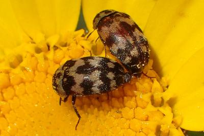 Attagenus trifasciatus