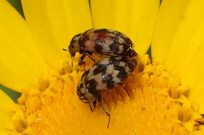 Attagenus trifasciatus