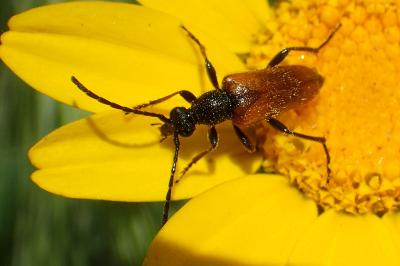 Pseudovadonia livida