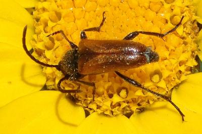 Pseudovadonia livida