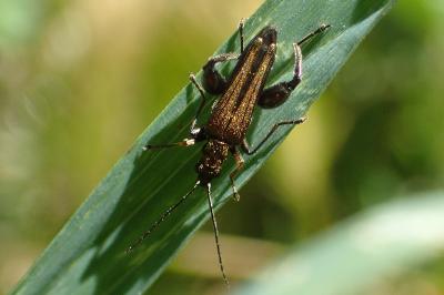 Oedemera flavipes