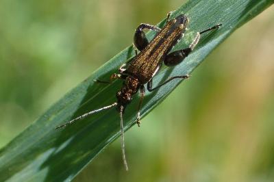 Oedemera flavipes