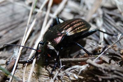 Carabus cancellatus