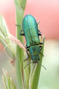 Psilothrix viridicoerulea