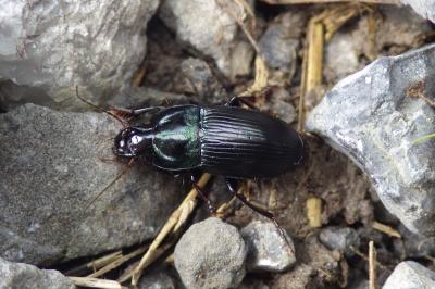 Harpalus dimidiatus