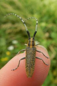 Agapanthia villosoviridescens