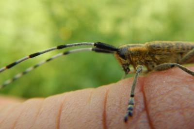 Agapanthia villosoviridescens