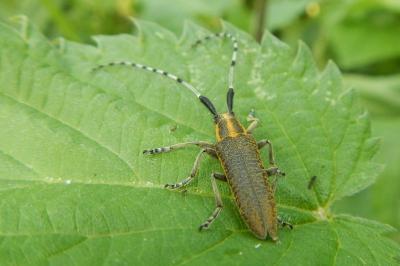 Agapanthia villosoviridescens