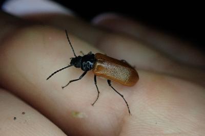 Omophlus lepturoides