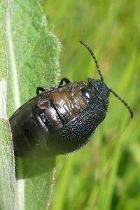 Galeruca luctuosa