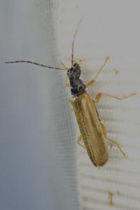 Rhagonycha lignosa