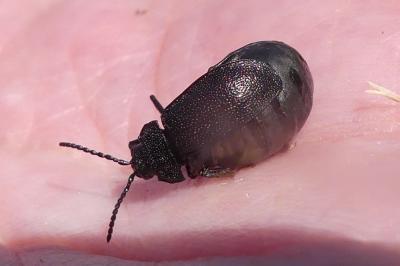 Galeruca luctuosa
