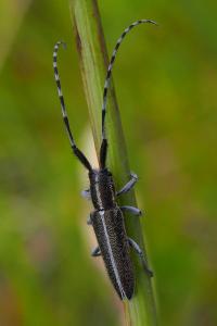 Agapanthia cardui