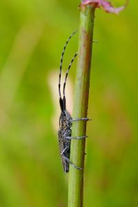 Agapanthia cardui