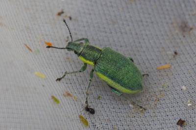 Chlorophanus viridis