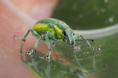 Chlorophanus viridis