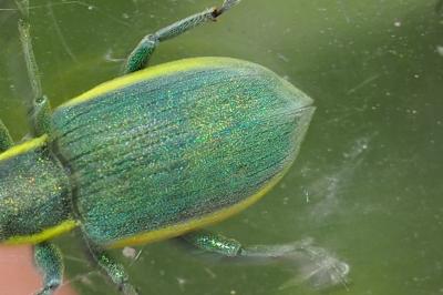 Chlorophanus viridis