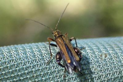 Oedemera flavipes