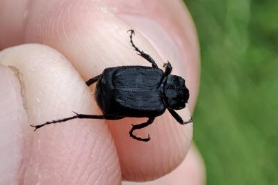 Valgus hemipterus