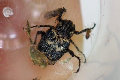 Valgus hemipterus