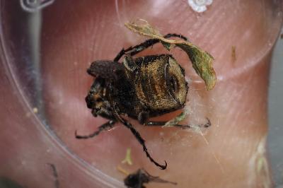 Valgus hemipterus