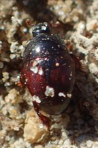 Saprinus maculatus