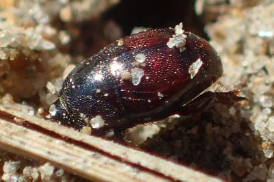 Saprinus maculatus