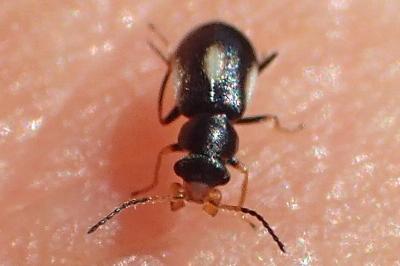 Colotes maculatus