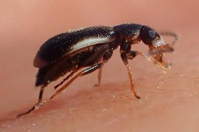 Colotes maculatus