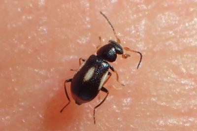 Colotes maculatus