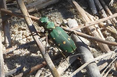 Cicindela campestris