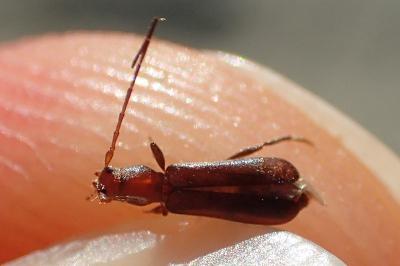 Gracilia minuta