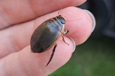 Acilius sulcatus
