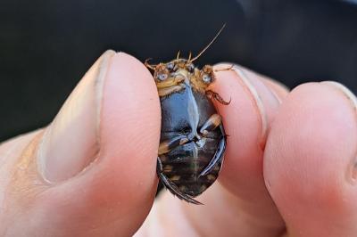 Acilius sulcatus
