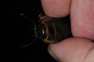 Dytiscus marginalis