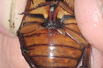 Dytiscus marginalis