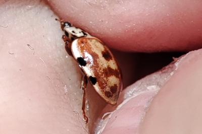 Harmonia quadripunctata