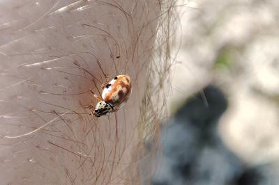 Harmonia quadripunctata