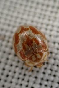 Myrrha octodecimguttata formosa
