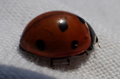 Coccinella septempunctata