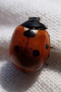 Coccinella septempunctata
