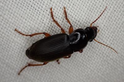 Pseudoophonus rufipes