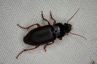 Pseudoophonus rufipes