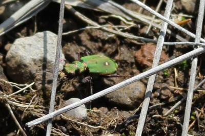 Cicindela campestris