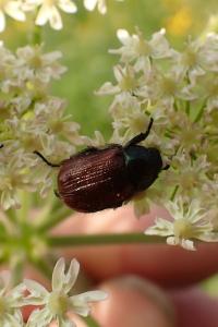 Phyllopertha horticola