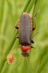 Cantharis fusca
