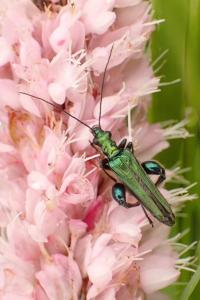 Oedemera nobilis