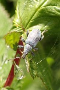 Phyllobius pomaceus