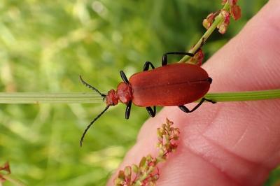 Pyrochroa serraticornis
